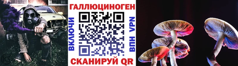 Купить закладки  Кизляр  Псилоцибиновые грибы Psilocybe 